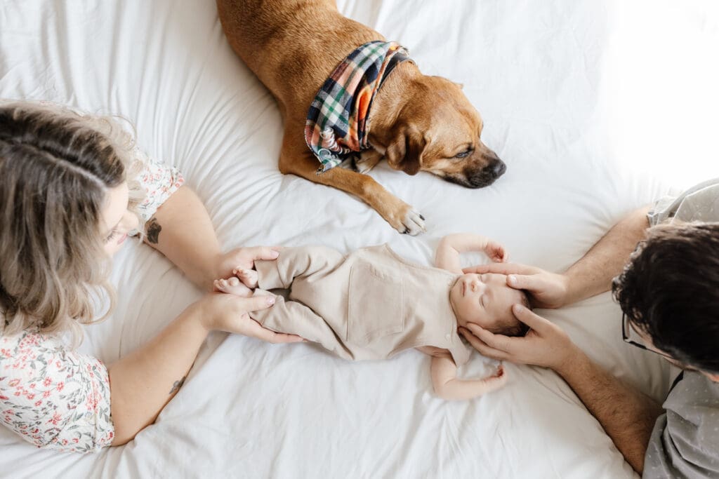 Newborn photos including the family dog on a bed with white sheets