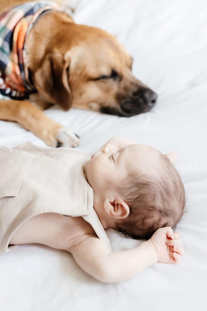 Close-up of newborn lying on a bed next to the family dog