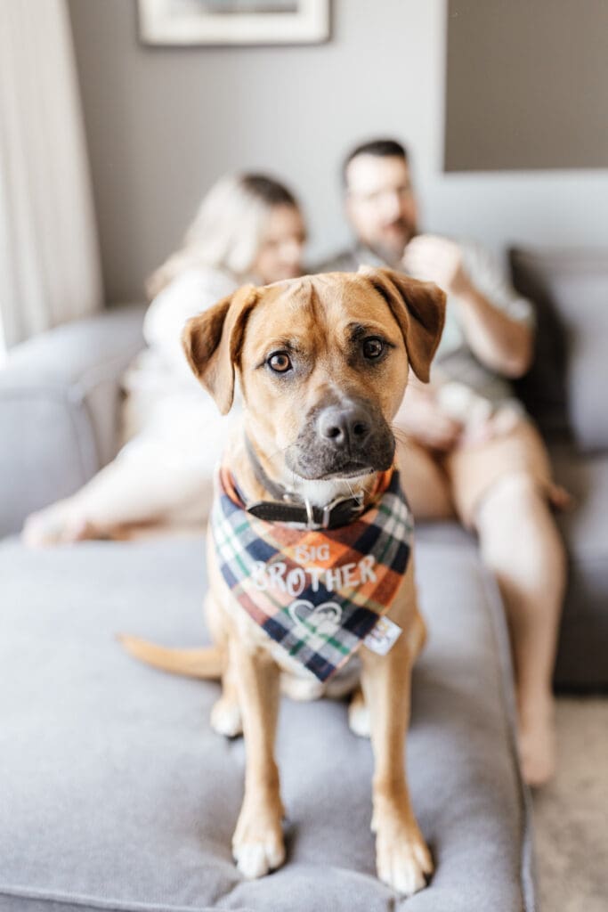 Dog sitting on a couch with family blurred in the background