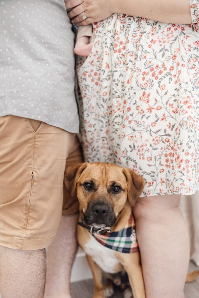 close up of a dog with partially visible parents holding their newborn baby while wearing neutral outfits
